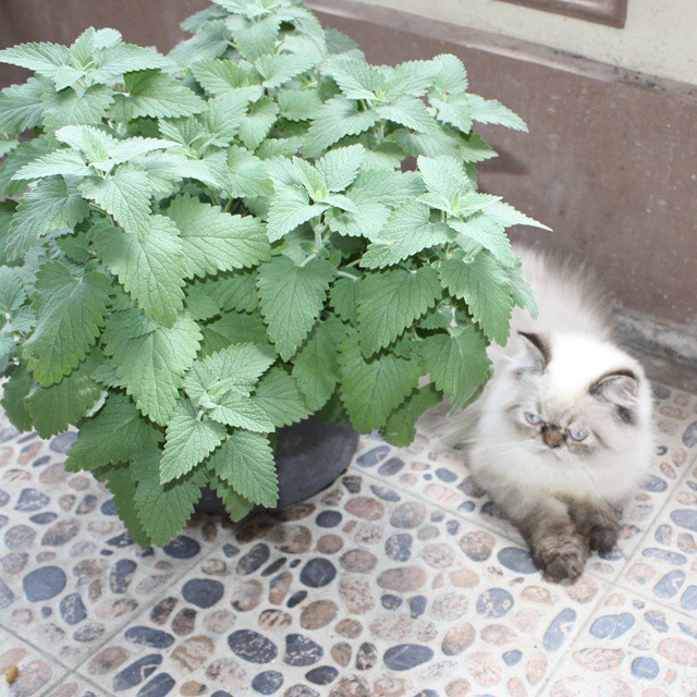 10 Jenis tanaman pengusir serangga, bisa sekaligus penghias ruangan