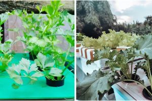 10 Jenis tanaman sayur hidroponik, tak butuh lahan luas & cepat panen