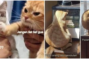 10 Meme lucu kucing insecure ini bikin senyum lebar