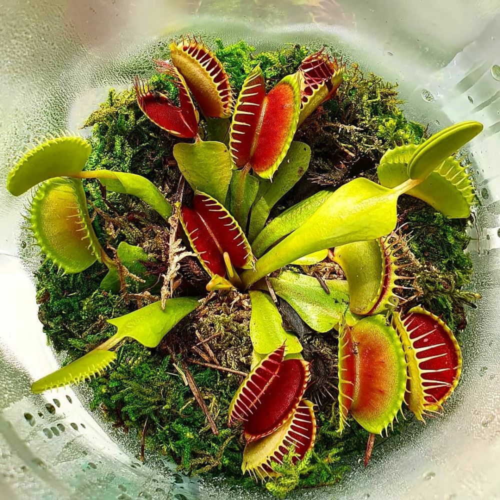 8 Jenis tanaman karnivora  bisa memakan serangga di 