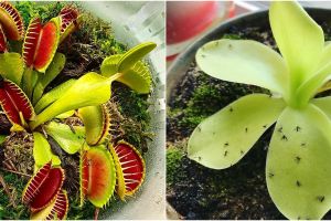 8 Jenis tanaman karnivora, bisa memakan serangga di sekitar rumah