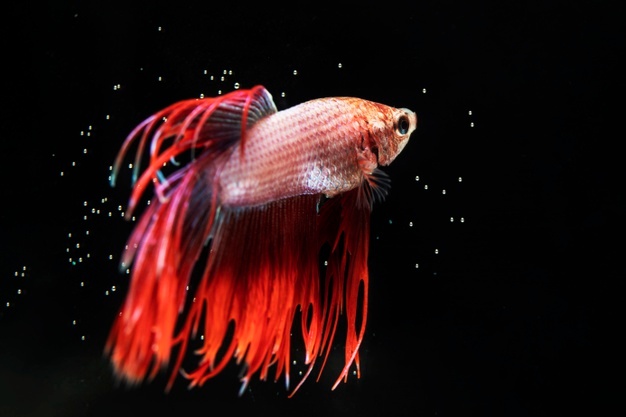 5 Cara ampuh mengatasi ikan cupang yang stres