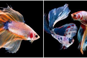 5 Cara ampuh mengatasi ikan cupang yang stres