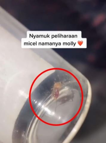 Viral video wanita pelihara nyamuk, diberi makan dan diajak jalan