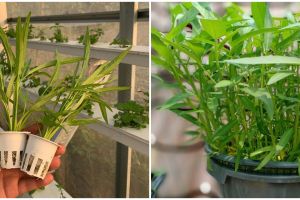 7 Cara mudah menanam hidroponik kangkung di rumah, mudah dan praktis