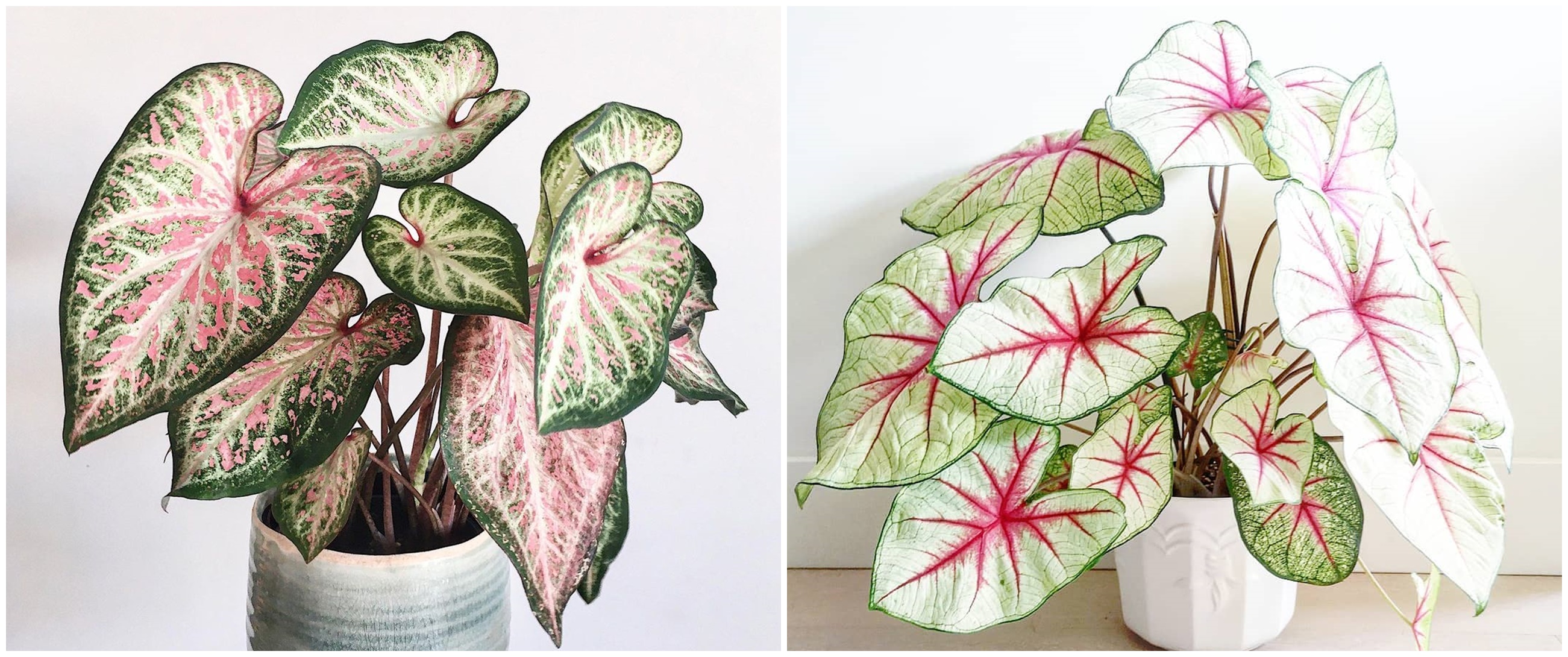 10 Jenis tanaman keladi yang hits di 2021, bikin rumah jadi sejuk