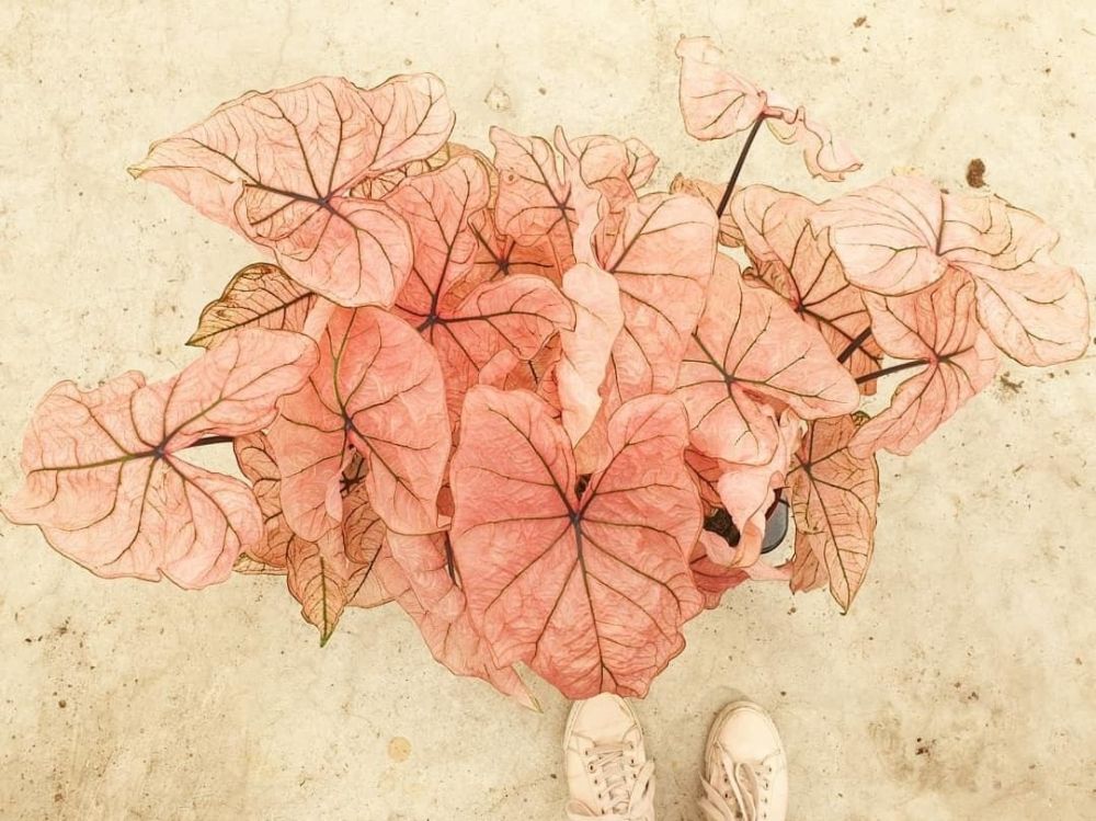 10 Jenis tanaman keladi yang hits di 2021, bikin rumah jadi sejuk