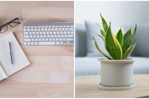 Cara menanam lidah mertua indoor, lengkap dengan langkahnya