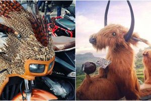 10 Modifikasi motor jadi berbulu ini bikin ngerutin dahi