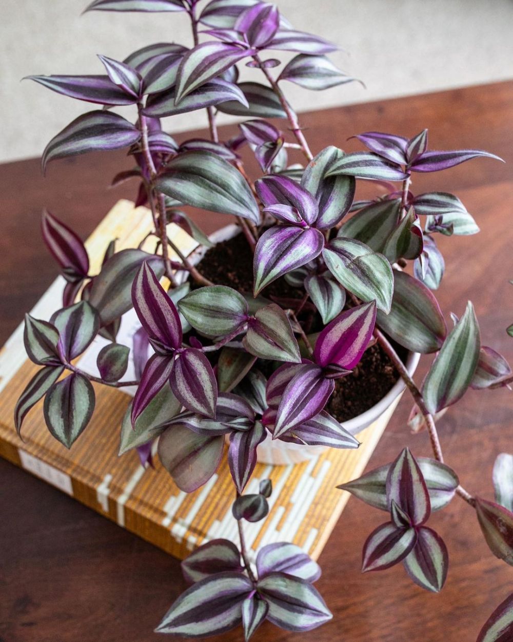 10 Jenis tanaman hias daun ungu, cocok buat mempercantik rumah
