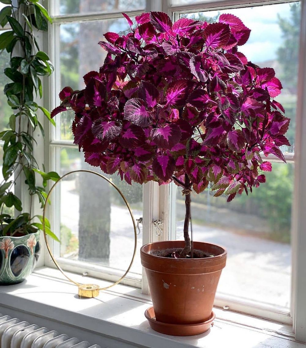 10 Jenis tanaman  hias  daun ungu  cocok buat mempercantik rumah
