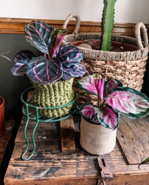 10 Jenis tanaman hias daun ungu, cocok buat mempercantik rumah