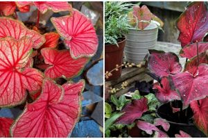 4 Cara memperbanyak keladi merah dengan berbagai metode