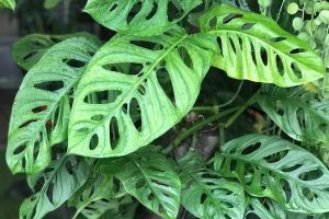 5 Manfaat tanaman janda bolong, bukan sekadar penghias