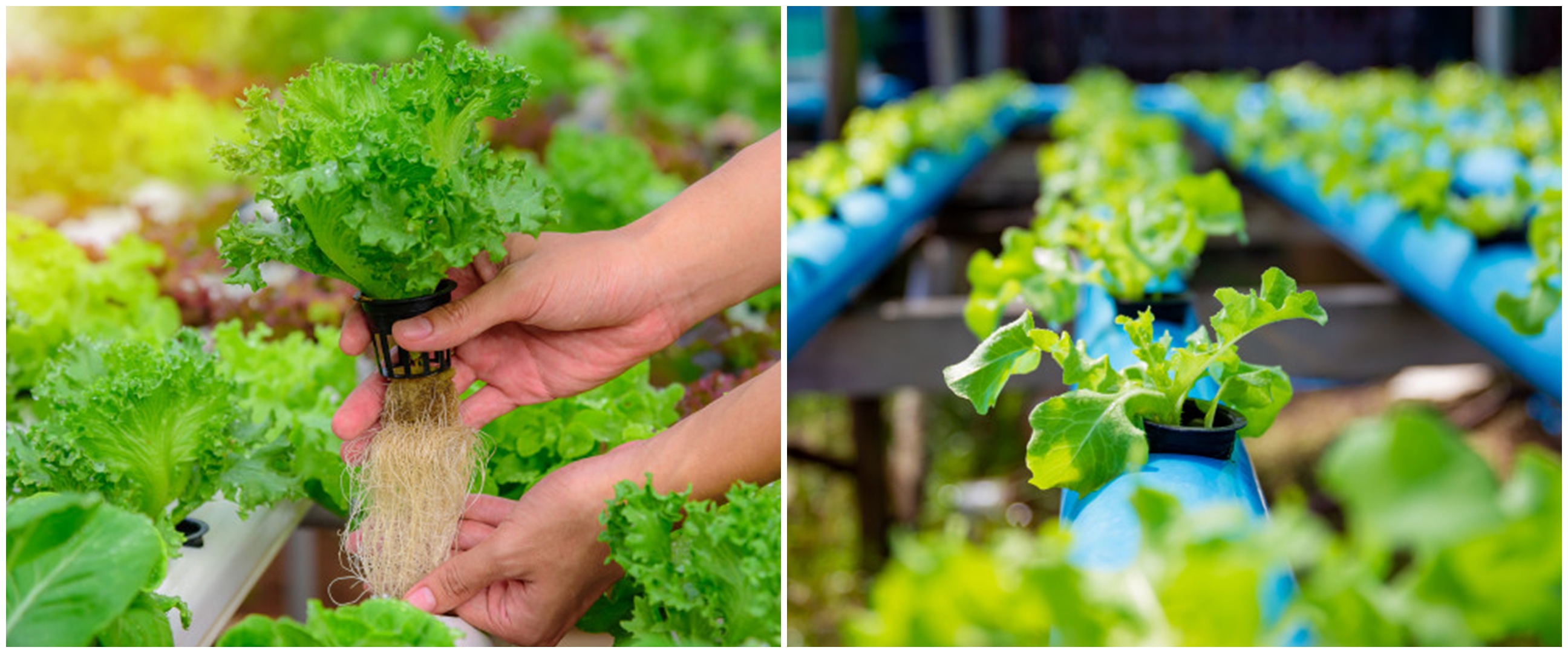 5 Alat untuk menanam dengan metode hidroponik, lengkap dengan caranya