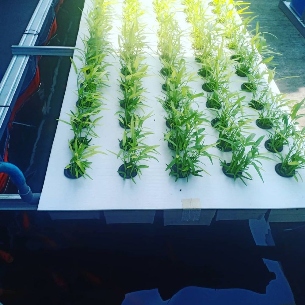 menanam tanaman hidroponik di atas kolam Instagram; freepik ; pixabay © 2022 brilio.net