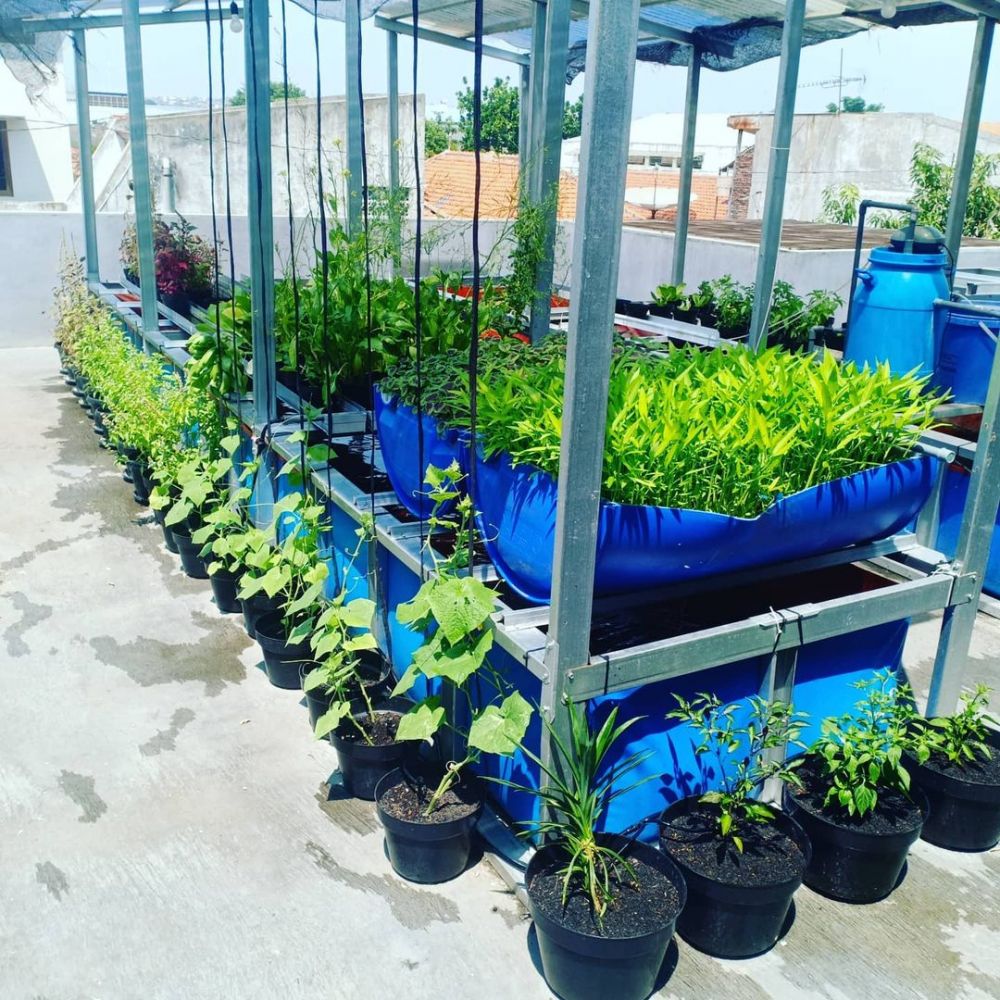 menanam tanaman hidroponik di atas kolam Instagram; freepik ; pixabay © 2022 brilio.net