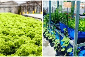 Cara menanam tanaman hidroponik di atas kolam lele