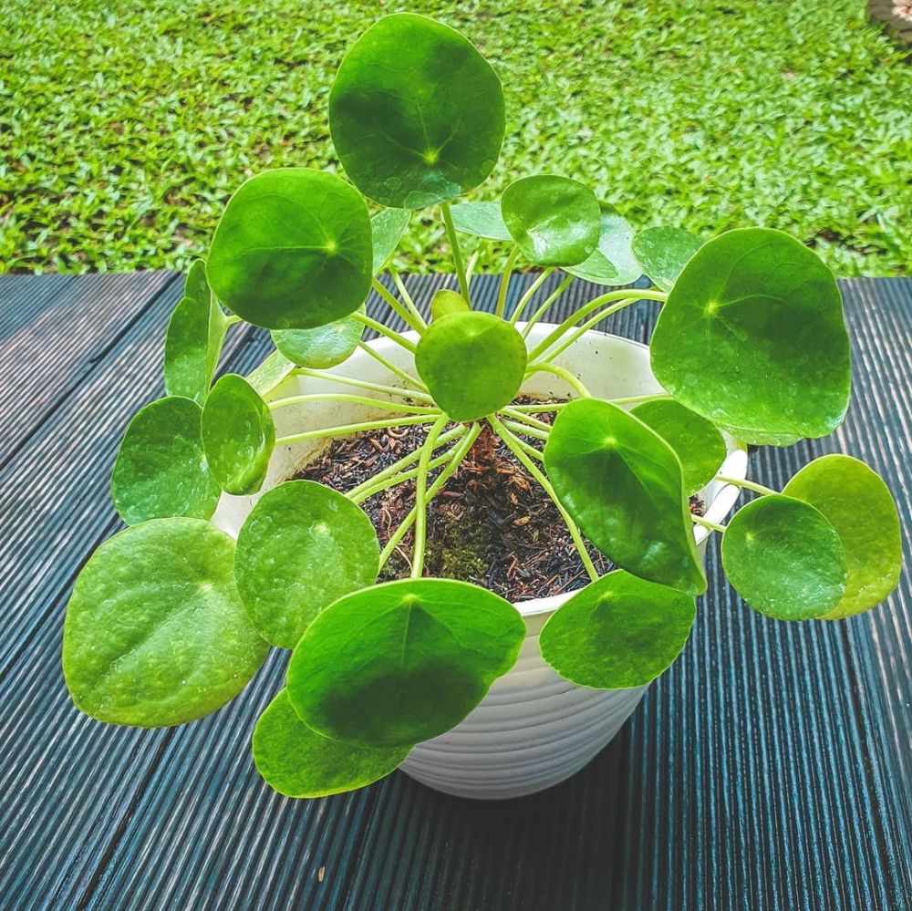tanaman hias daun kecil © Instagram