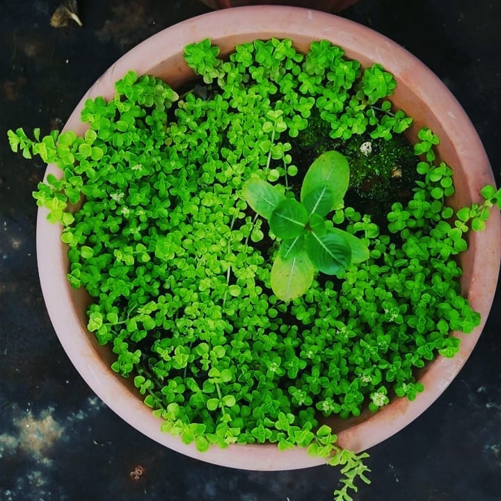 tanaman hias daun kecil © Instagram