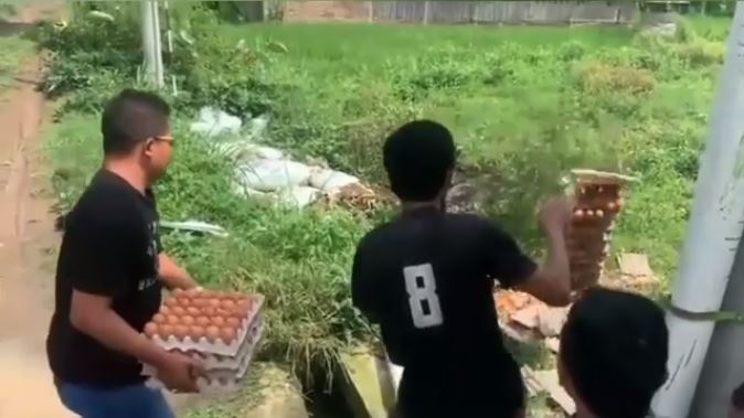 Viral peternak buang telur ke sawah karena harga anjlok, ini faktanya