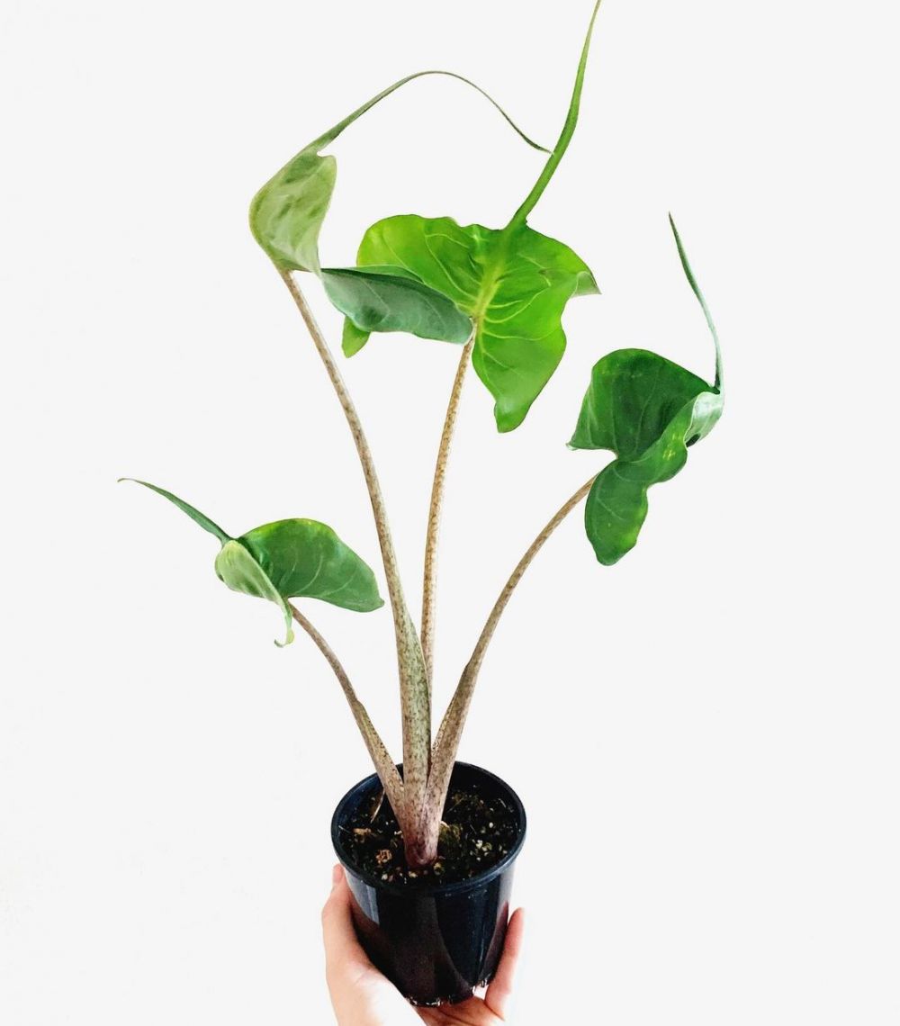 10 Jenis tanaman hias daun Alocasia, coraknya indah dan mudah dirawat
