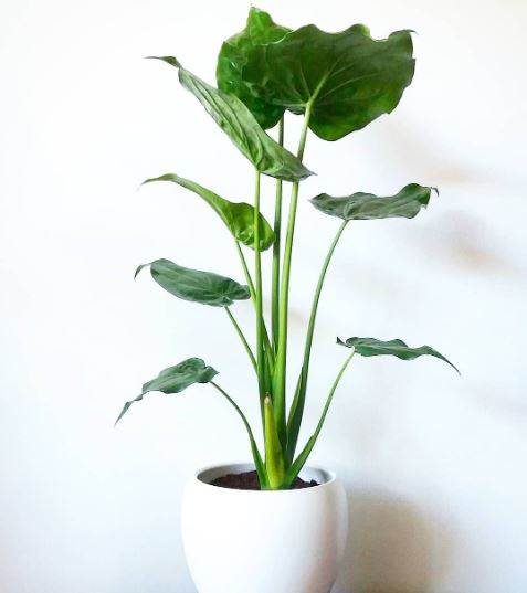 10 Jenis tanaman hias daun Alocasia, coraknya indah dan mudah dirawat