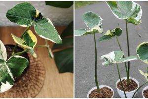 6 Manfaat keladi tikus untuk kesehatan, melawan kanker