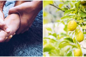 7 Tanaman obat asam urat dan cara menggunakannya