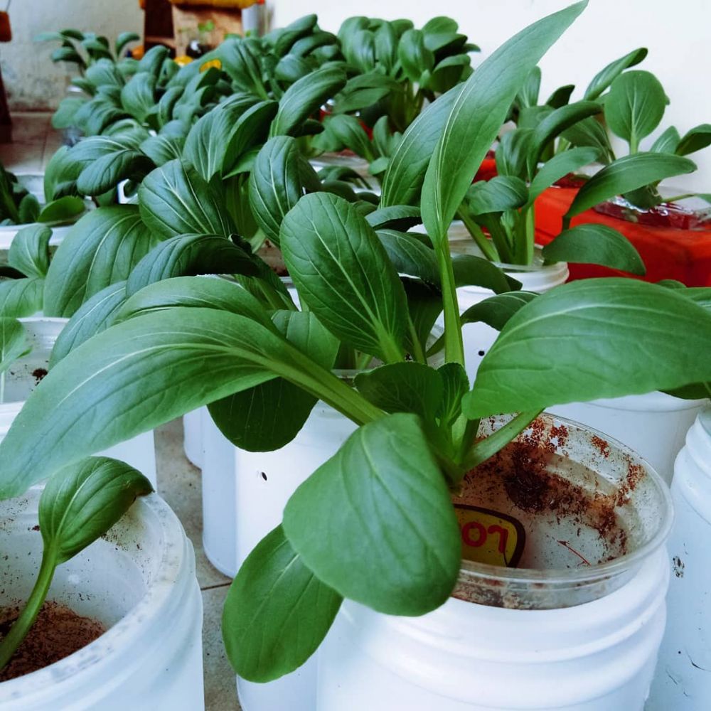 5 Cara menanam tanaman hidroponik dari botol bekas untuk pemula