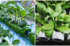 5 Cara menanam tanaman hidroponik dari botol bekas untuk pemula