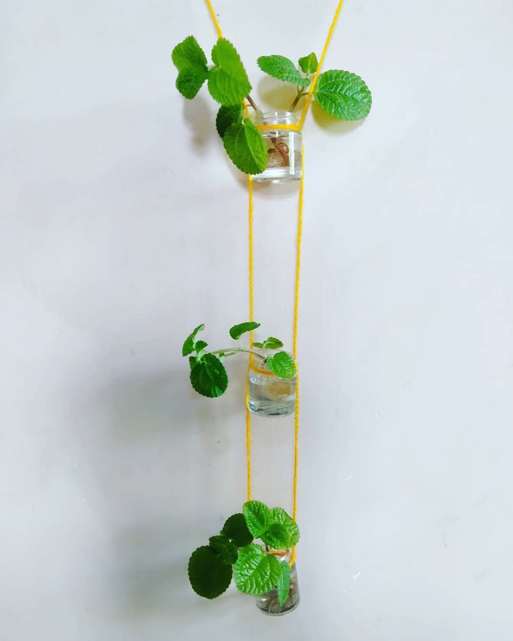 10 Tanaman hias gantung dinding, bikin rumah makin asri