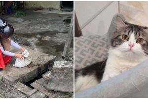 Viral cerita wanita temukan kucing peliharaannya mati termutilasi