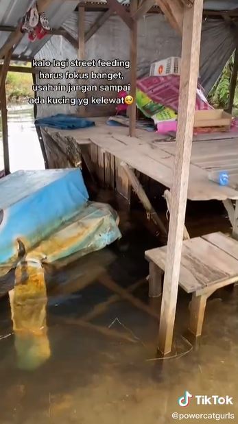 Viral wanita rawat puluhan kucing korban banjir, inspiratif
