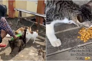 Viral wanita rawat puluhan kucing korban banjir, inspiratif