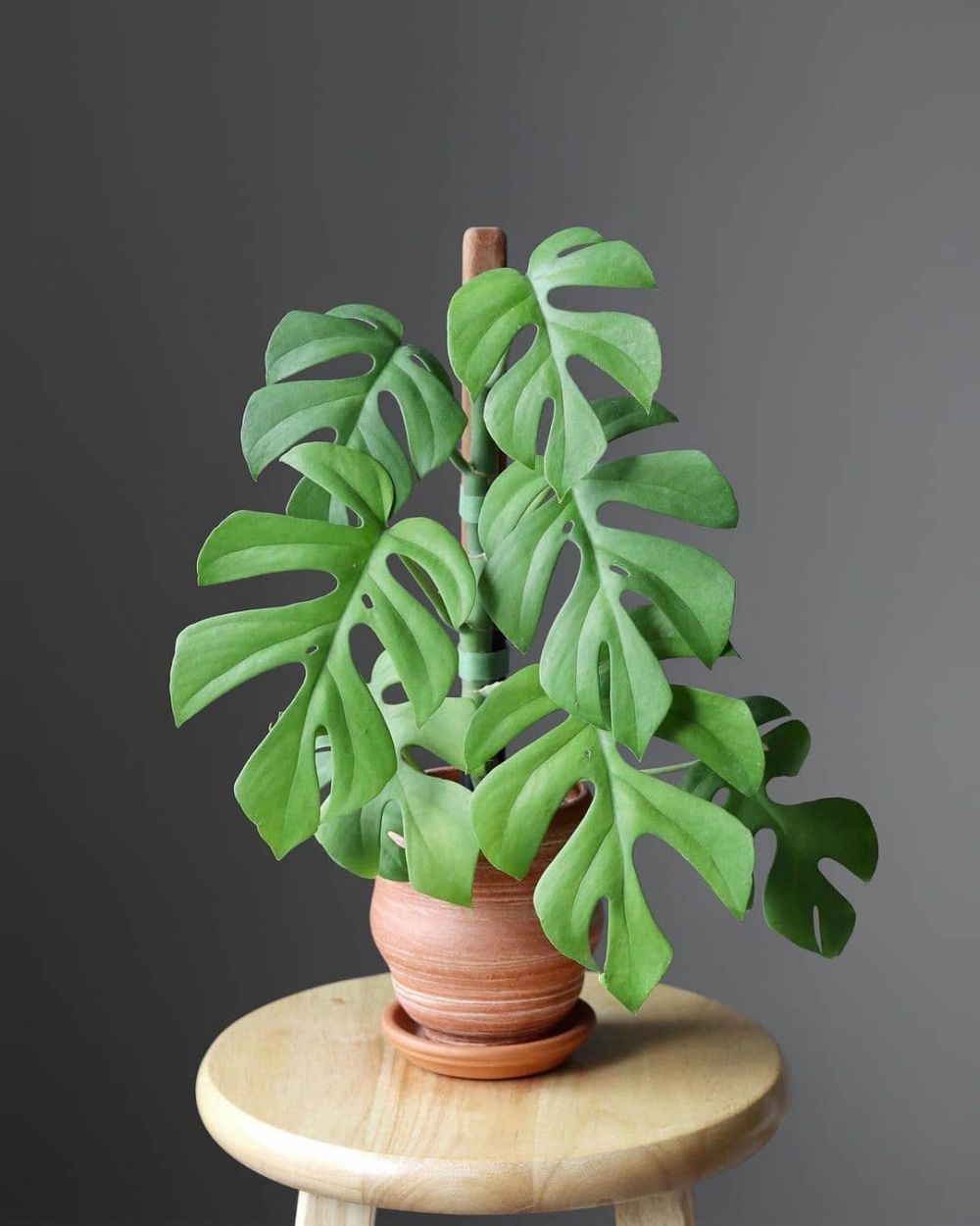 10 Jenis tanaman hias daun bolong, cocok buat indoor dan outdoor