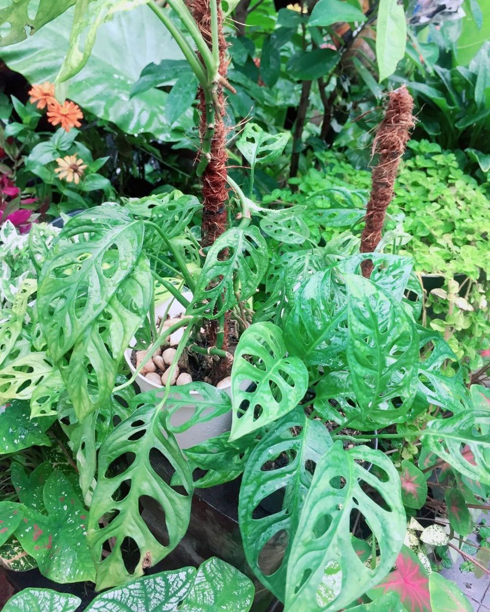 10  Jenis  tanaman  hias  daun bolong cocok buat indoor dan 