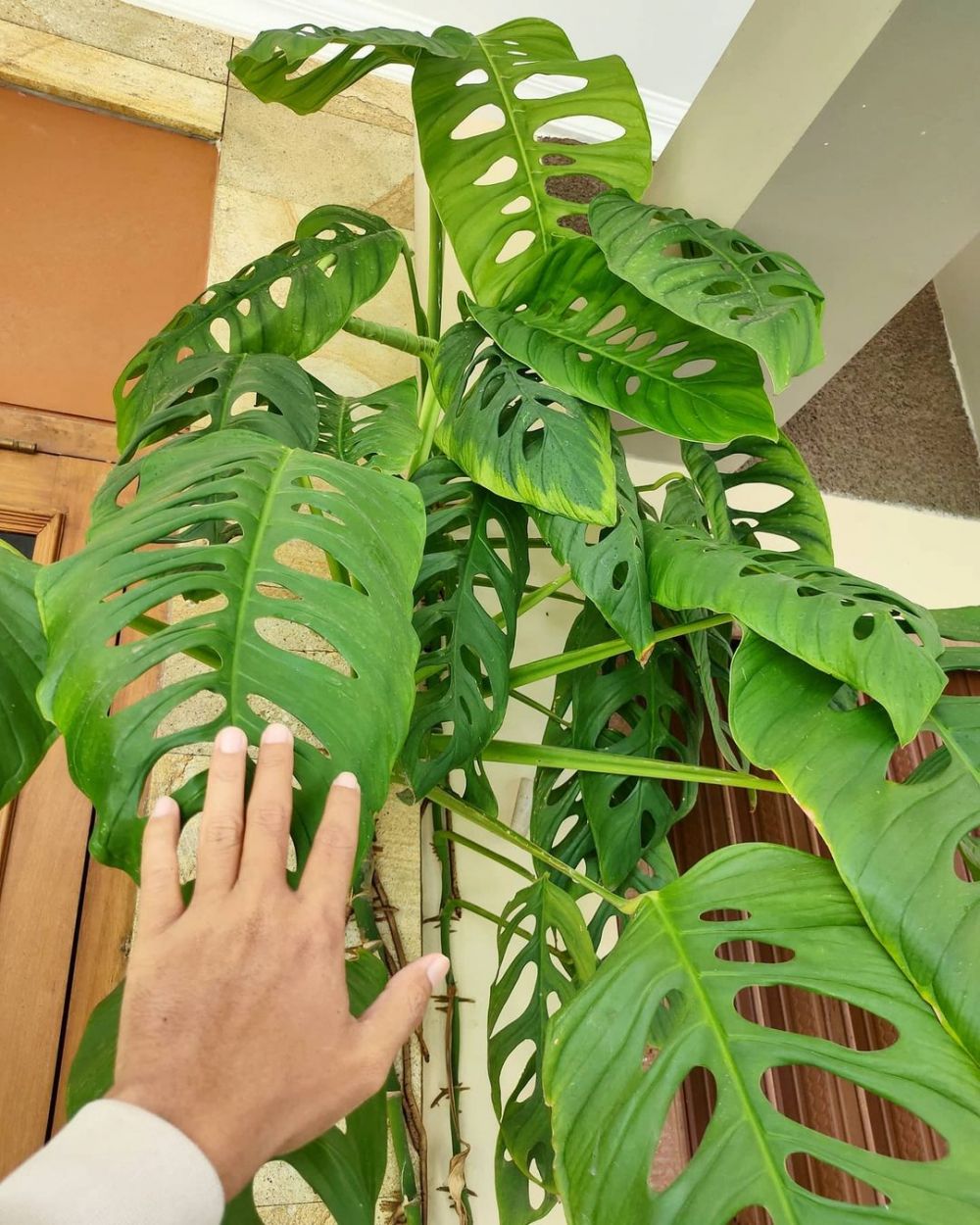  10  Jenis  tanaman  hias  daun bolong cocok buat indoor dan 