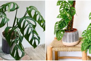 10 Jenis tanaman hias daun bolong, cocok buat indoor dan outdoor
