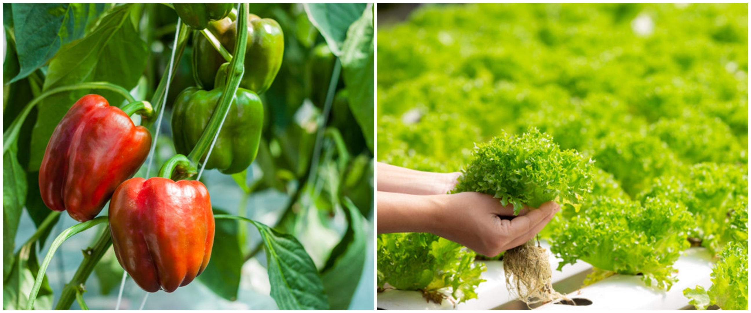 10 Tanaman hidroponik bernilai jual tinggi, mudah dibudidayakan