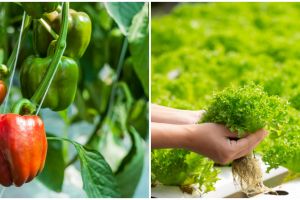 10 Tanaman hidroponik bernilai jual tinggi, mudah dibudidayakan