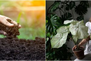 7 Cara menanam tanaman hias keladi agar tumbuh subur dan indah