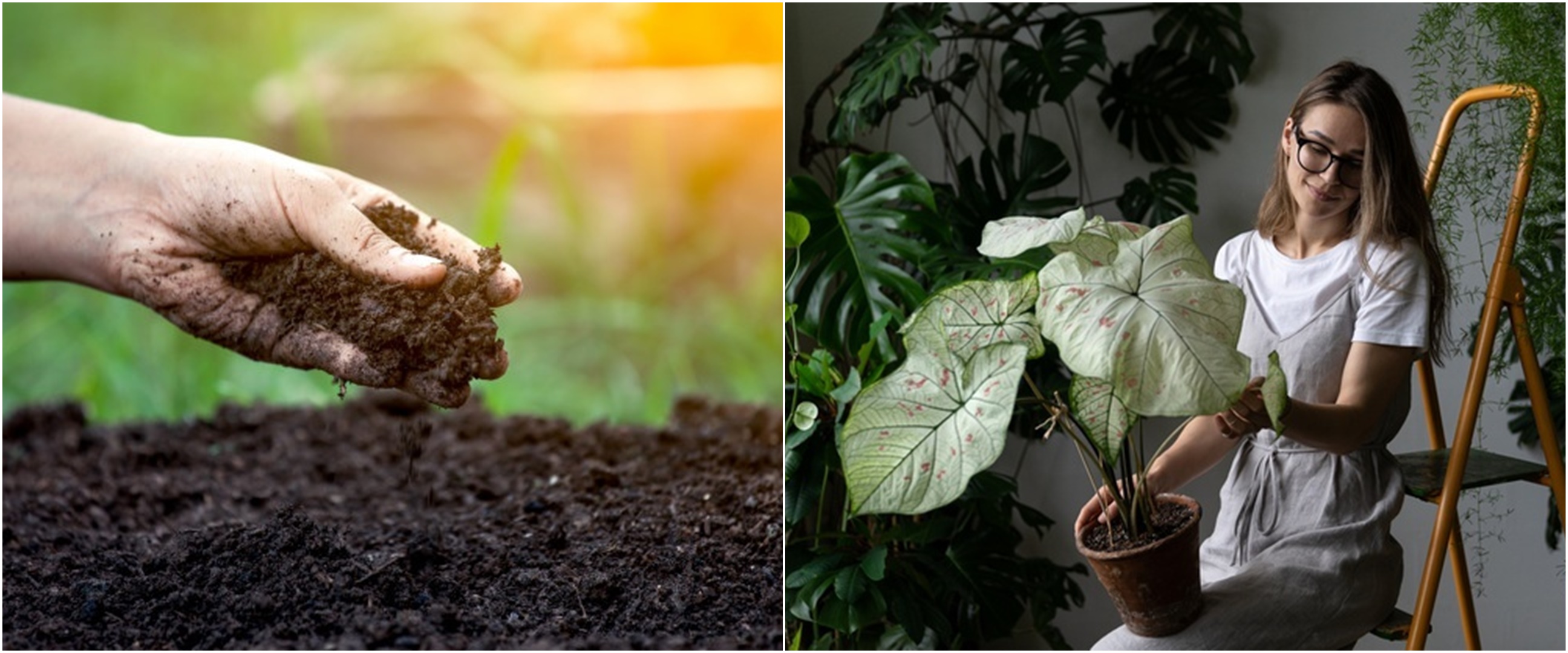 7 Cara menanam tanaman hias keladi agar tumbuh subur dan indah