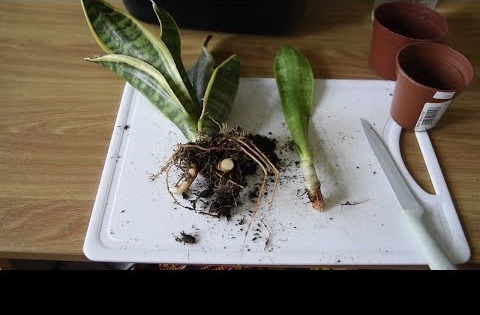 4 Cara menanam lidah mertua dengan stek, mudah dan cepat tumbuh