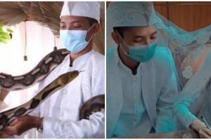 Viral pernikahan dengan mahar ular piton, sempat ditolak keluarga