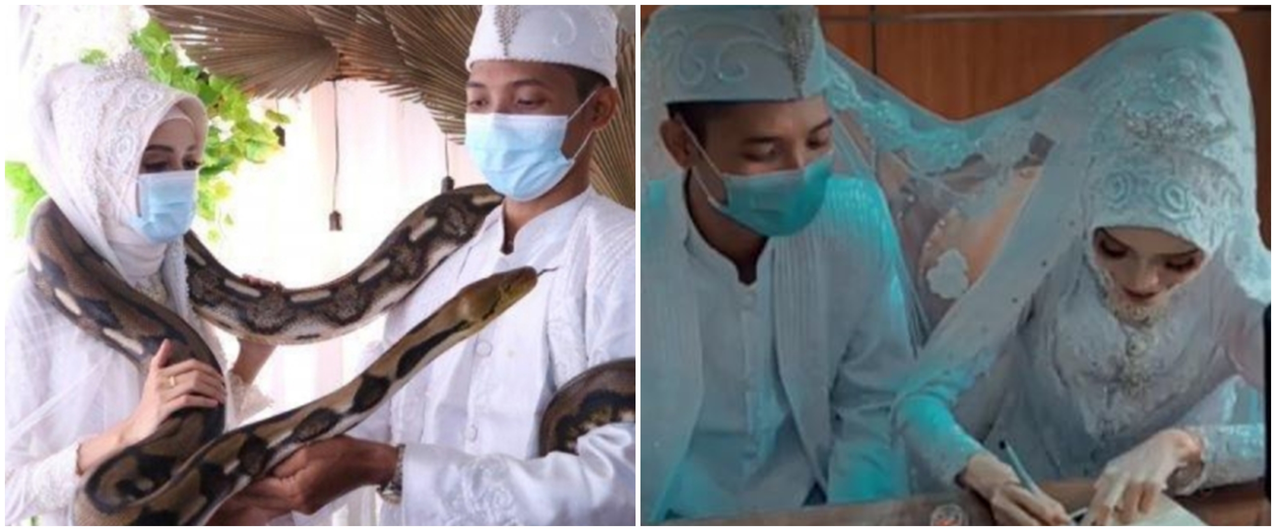 Viral pernikahan dengan mahar ular piton, sempat ditolak keluarga