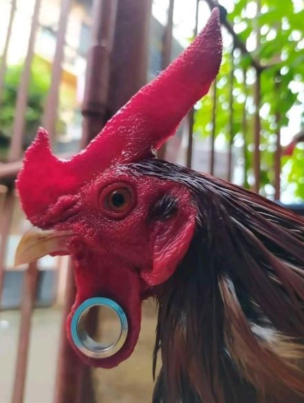 10 Potret lucu hewan peliharaan 'jadi bos' ini bikin tepuk jidat