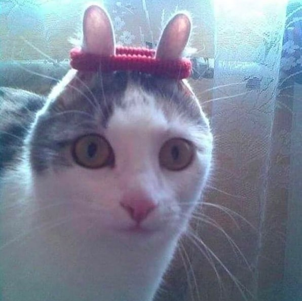 10 Kelakuan nyeleneh kucing pas pakai barang manusia, ada-ada aja