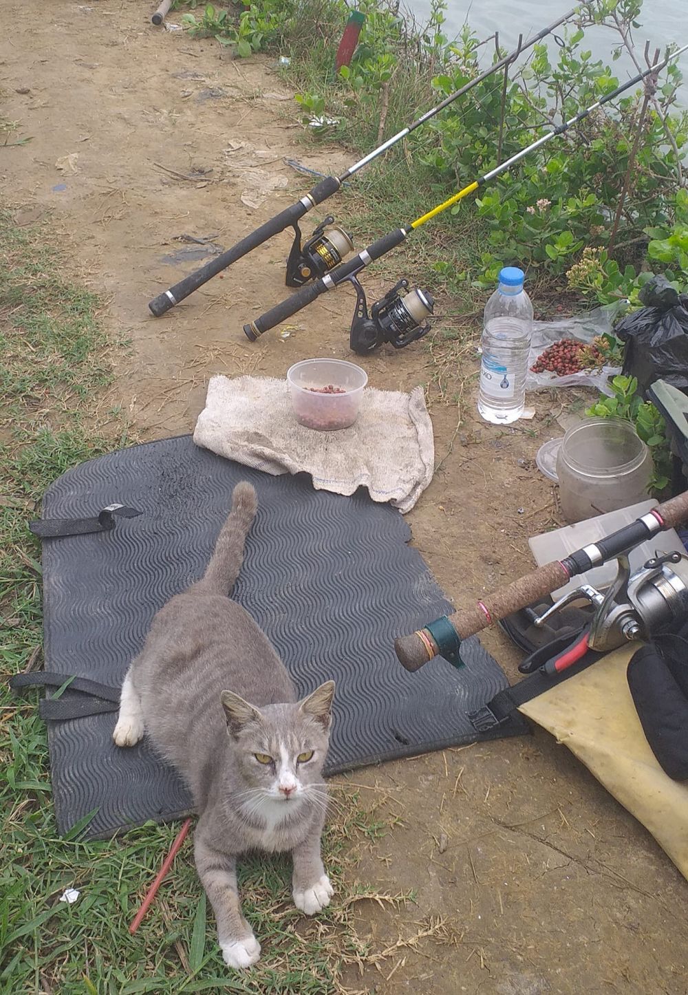 10 Kelakuan nyeleneh kucing pas pakai barang manusia, ada-ada aja