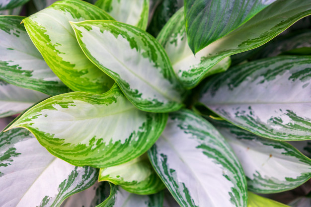 8 Cara merawat aglonema silver queen, bikin tanaman sehat